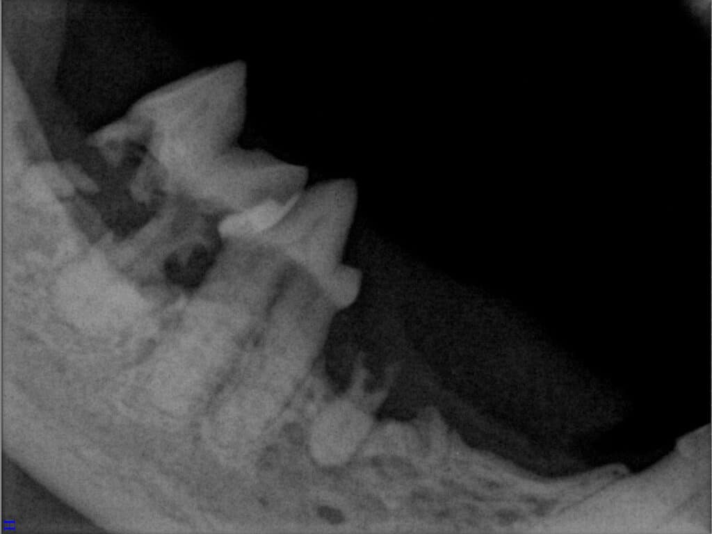 FORL Katze Röntgenbild